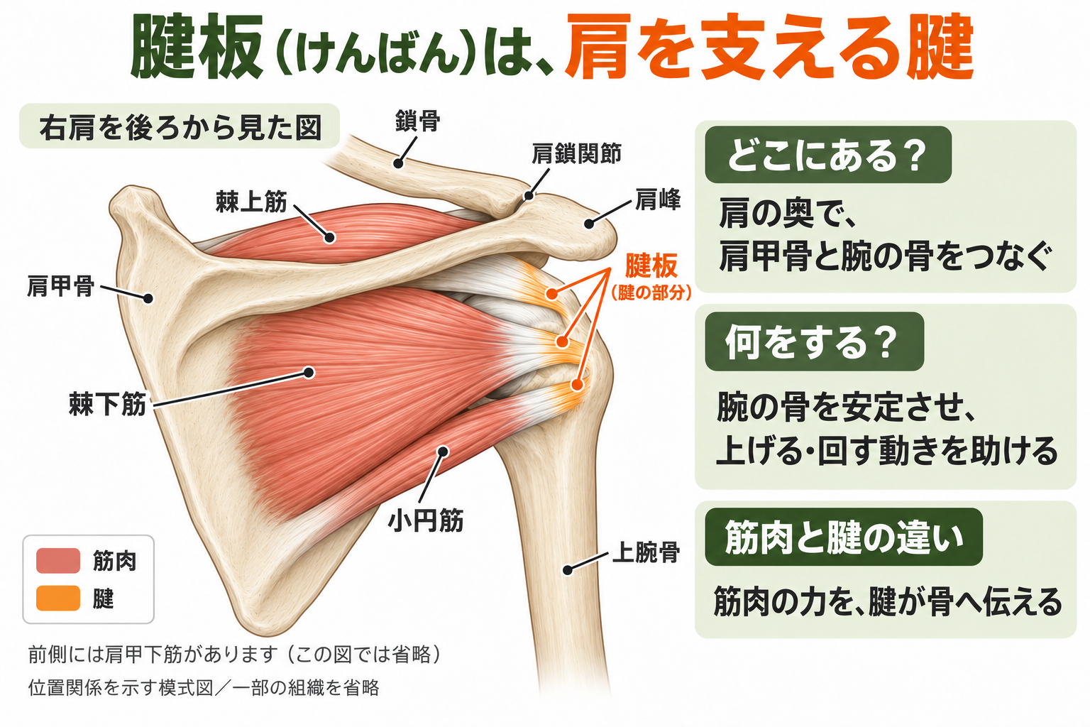 右肩を後ろから見た腱板の模式図。棘上筋・棘下筋・小円筋と腱の位置を示しています。